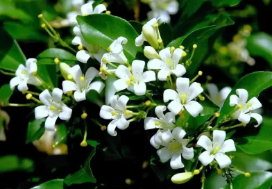 Murta-murraya-paniculata