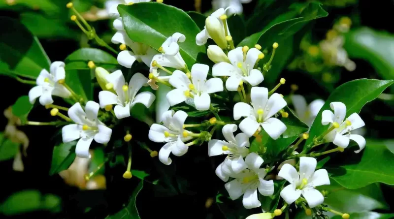 Murta-murraya-paniculata