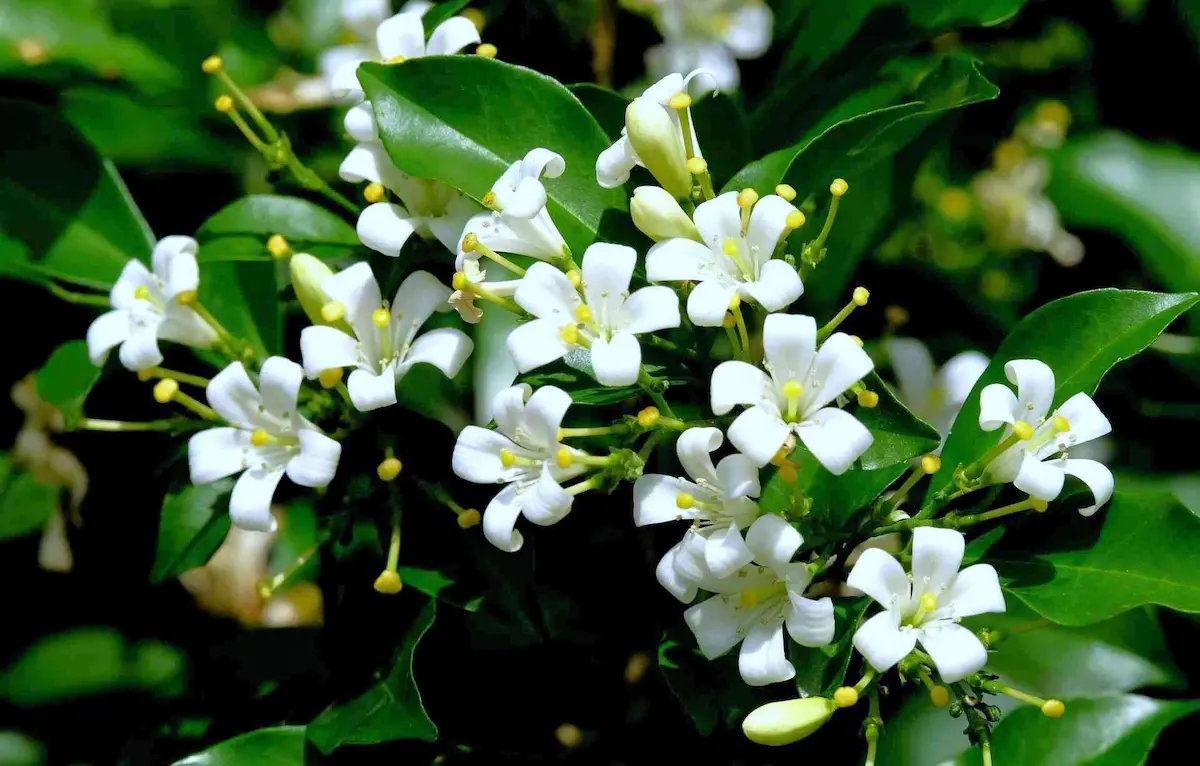 Murta-murraya-paniculata