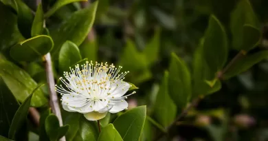 Murta-para-Cerca-Viva