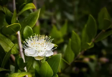 Murta-para-Cerca-Viva