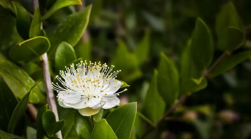 Murta-para-Cerca-Viva