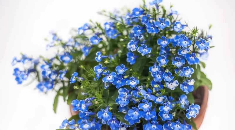 lobelia