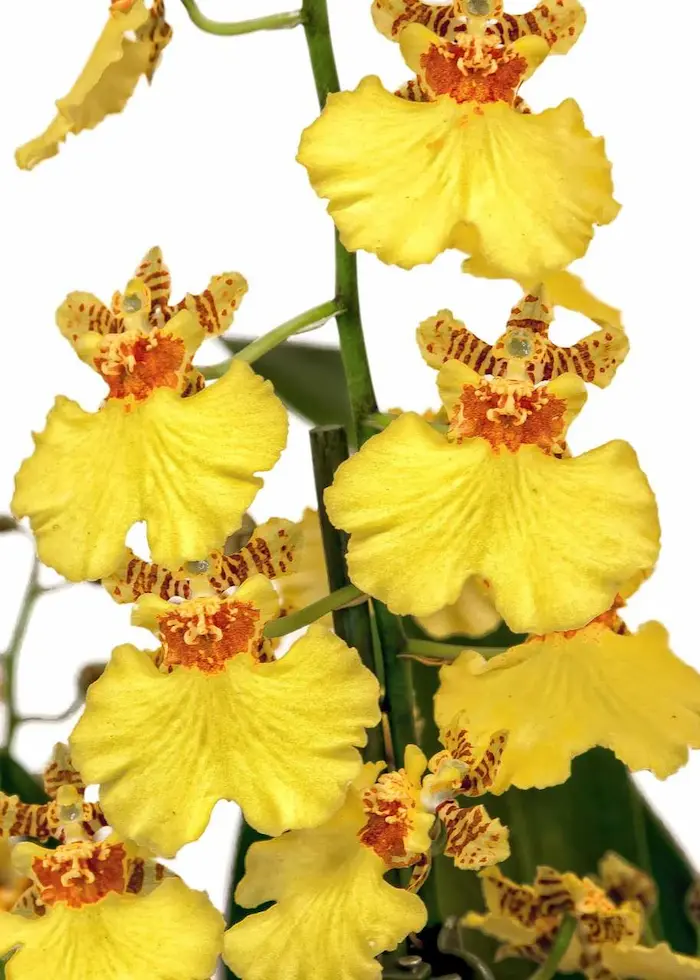 oncidium-chuva de ouro
