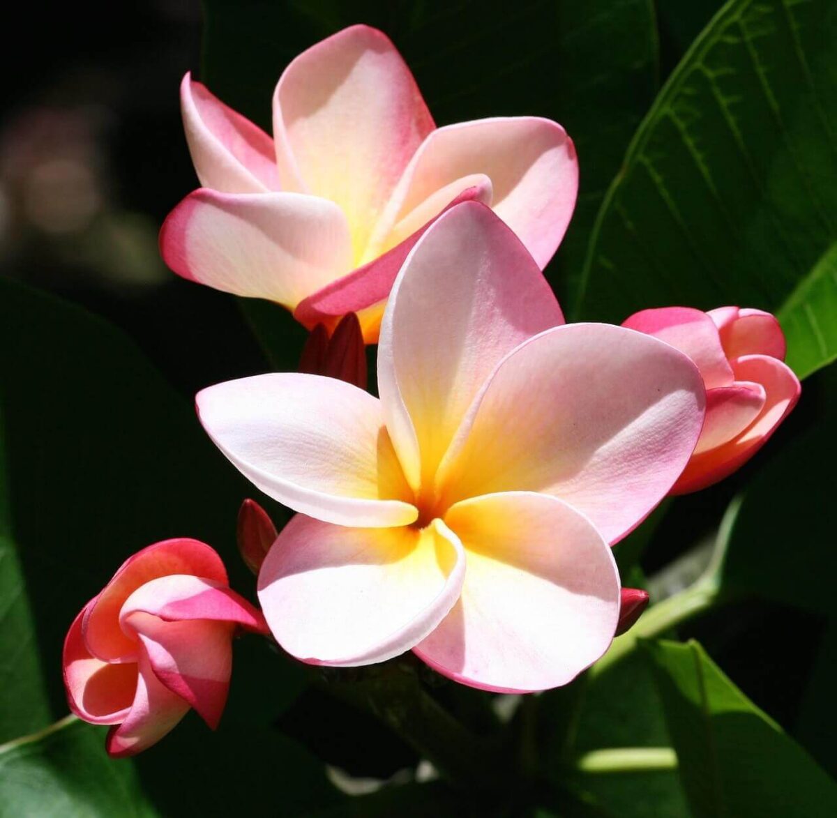plumeria.