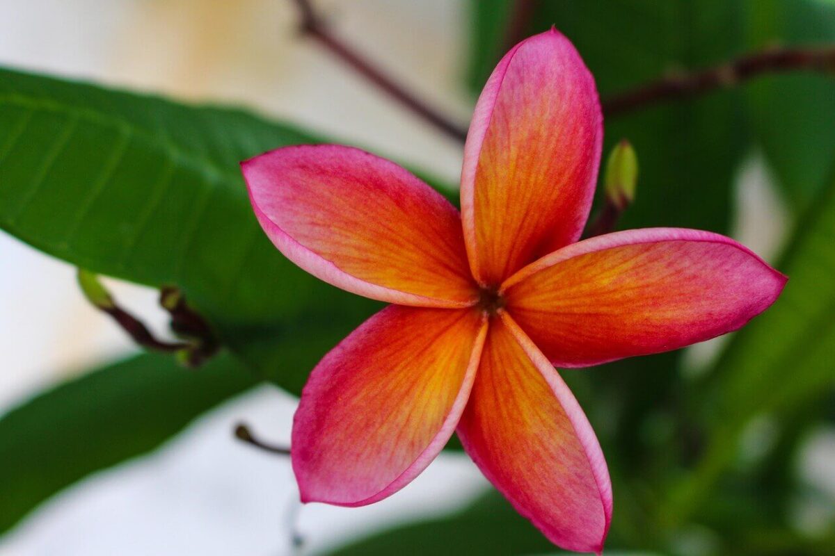 plumeria.