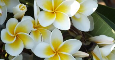 plumeria-jasmim manga