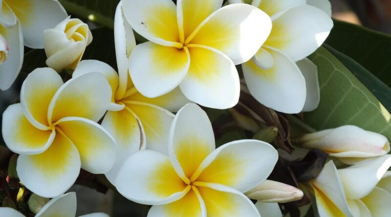 plumeria-jasmim manga