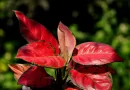 aglaonema-red