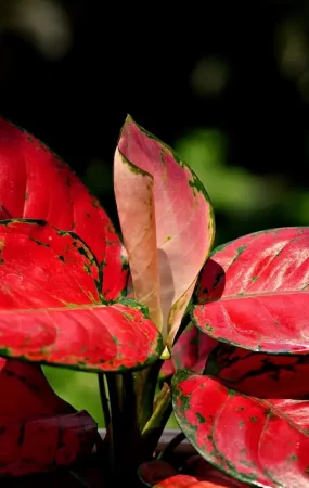 aglaonema-red