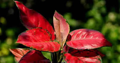 aglaonema-red