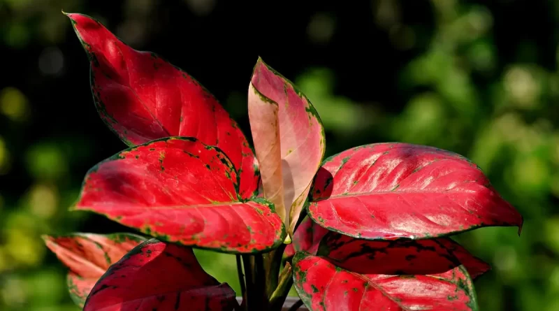 aglaonema-red