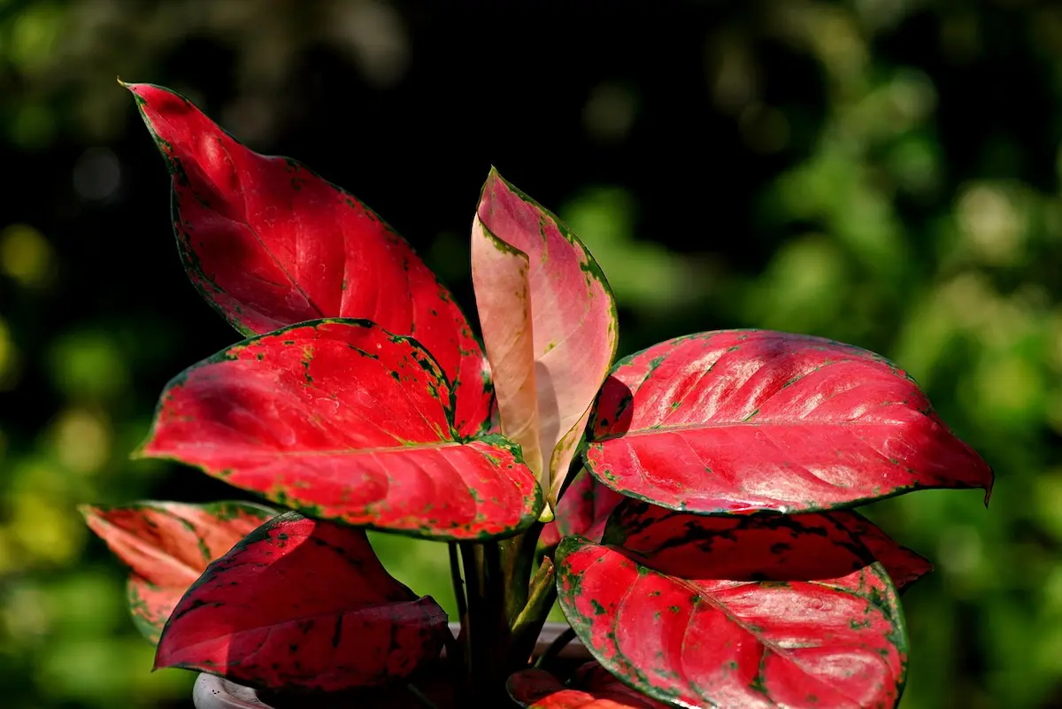 aglaonema-red